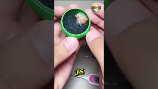 ما حدث مع العصفور  سيدهش