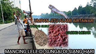 umpan jitu alami di airtawar mancing lele‼️ di sungai di siang hari terbukti ampuh