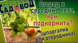 Огород в середине лета. ЧЕМ ПОДКОРМИТЬ? (шпаргалка для огородника)