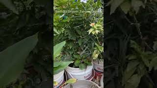 ఆహా వర్షానికి తోట చూడ్డానికి ఆనందమయం || #Radhikaorganicterracegarden #youtubeshorts  #telugushorts