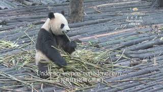 #AmazingChina:  Panda Mother 熊猫妈妈