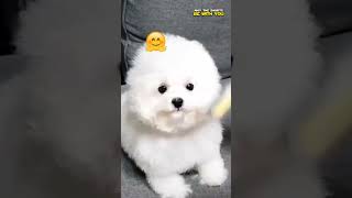 Bichon Cute Dog Enjoy His Grooming | May The Shorts Be With You #shorts #dog