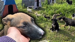 Yeni Atılan Yavru Köpekleri Kulübelere Taşıdık