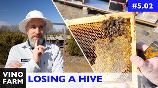 Who Made It Through Winter? - Spring Beehive Check & Pollen Substitute