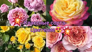 💥🌹- штамбы💥- подходящие сорта 😍👍;💥цветение: новенькие-Мэрилин Дюмас; Шайни и ; Кордес юбилей и др. 😍