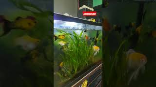 Aquarium Mini #semuaorang #ikanhias #ikan #aquarium #peliharaikan #peliharaan