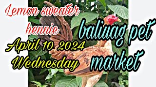 lemon sweater hennie, April 10 2024 wednesday baliuag pet market