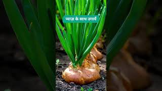 फूलगोभी की खेती | Caterpillar-proof your cauliflowers!