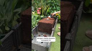 Coco Peat Media Tanam