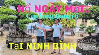 Nổ ngay sáng sớm ngày mưa tại vườn anh Sơn Ninh Bình