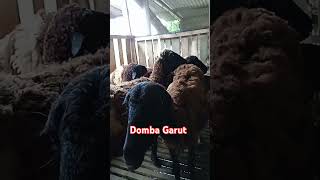 Domba Garut,,Gelis-gelis😁#dombagarut #kluyuran