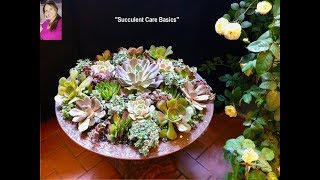 SUCCULENT CARE: SUCCULENT PROPAGATION -Regrow Overgrown Succulent Plants Like New! 😀Shirley Bovshow