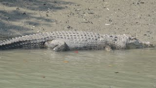 রহস্যময়ী সুন্দরবন: sundarban | sundarban tiger reserve | sundarban biosphere reserve | bengal tiger