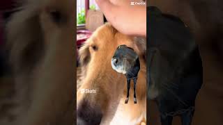 I’m running out of ideas #shortvideo #dog #doge #cat