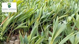 Fruits Farming at Gharo Sindh     #fruits #fruitfarms #gharo #thata #farming #coconut #lemon