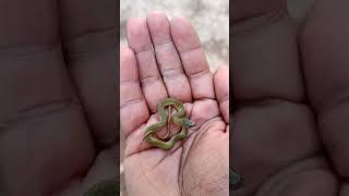 checked keel back snake #short #shortvideo #viral #yearofyou