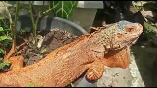 Super Red Iguana Male