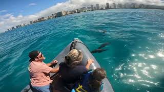 Waikiki Dolphin Boat Tour