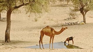 The most beautiful area of ​​the desert#shortsfeed #الجمال #camel