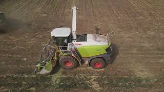 Corn silage | Claas Jaguar + John Deere, New Holland and Zetor tractors