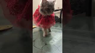 Cute style Jerry  😘 looks stunning#cute#cat#funny#shorts