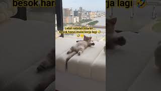 momen kucing bangun tidur #funnyvideo #animals #animalshorts #kucing #kucinglucu #fyp #cat #short