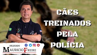 Treinamento de cães que auxiliam no trabalho de investigação da polícia !