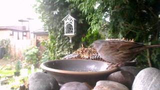 Dunnock with calls ~ My Birdcam Logitech 9000 Pro Webcam ~ Simon's Garden Birds UK