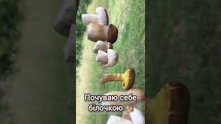 Грибочки