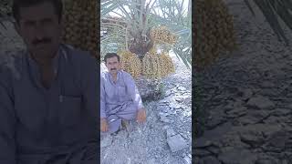 AWARAN BALOCHISTAN