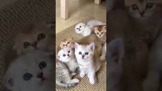 Baby cat reaction Kitten Awww 😺 cat 🐈 cat 😺 cat 🐈 cat 😺 cat 🐈 cat 😺 cat 🐈 cat 😺 cat 🐈 cat 😺 cat 🐈 ca