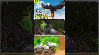 పావురం మరియు  దుష్ట గ్రద్ద |The Evil Eagle and The Pigeon Story in Telugu |  Animlas Telugu  _ 07