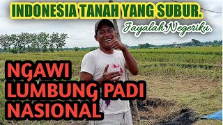 PANEN PADI | NGAWI LUMBUNG PADI NASIONAL