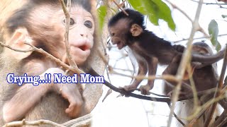 Mini baby was grab by young monkey for play, Pity..Baby Steveo tries to get away from kidnapper