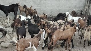 M J GOAT FARM AJMER KISHANGARH RAJASTHAN is going live! कुर्बानी 33 बकरो का लाइव स्टॉक Mo.6375303945