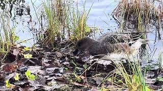 Anas Strepera / Snadder #duck was first time seen in #norway in 2966! #birdlife #november 1’ #2024