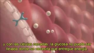 INSULINA Y GLUCOSA