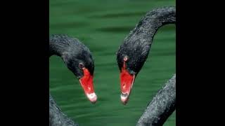 Black Swan (Cygnus atratus): The Symbol of Uniqueness