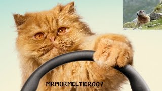 Autowerbung mit Katze - Toyota