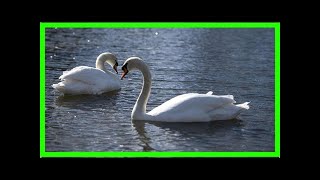 Volunteers patrol london parks after six swans found 'stabbed and beheaded’