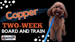 Labradoodle, 1 year old, “Copper” | Amazing Labradoodle Training Spokane, WA | Off Leash K9 Training