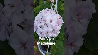 Пеларгония Pac Viva Madeleine