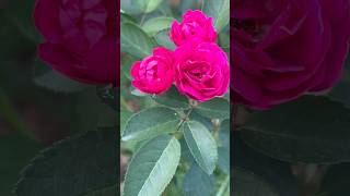 Natural beauty miniature rose flowers || Home Gardening | #flowers #youtubeshorts #shorts #rose