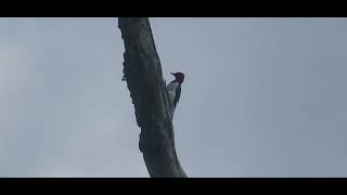 Red Headed Woodpeckers store acorns in dead trees.