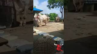 ইন্ডিয়ান গরু।২০২৪ #cow #deshalgoru #musicgenre #deshlagoru #bull #gorurgari