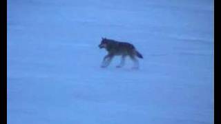 Wolf in Norway - shot