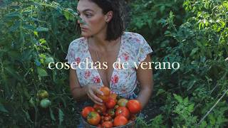 Conserva de Tomate como la hacía mi Abuela y la diferencia entre Higos y Brevas - Cosechas de Verano