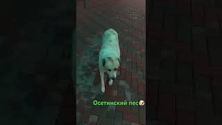 Повстречал доброго Осетинского пса🐶