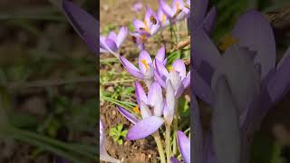 Nos abeilles font déjà le plein de pollen sur les crocus !