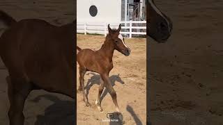 Cute baby horse😍|کُره اسب بامزه😍#animals #horse #cute #cavalo #حصان #اسب